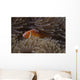 Pink Anemonefish Its Host Hiding Wall Decal