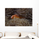 Pink Anemonefish Its Host Hiding Wall Decal