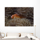 Pink Anemonefish Its Host Hiding Wall Decal
