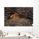 Pink Anemonefish Its Host Hiding Wall Decal