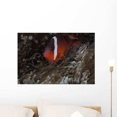 Tomato Clownfish Its Host Left Profile Wall Decal shown on a wall