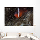 Tomato Clownfish Its Host Left Profile Wall Decal