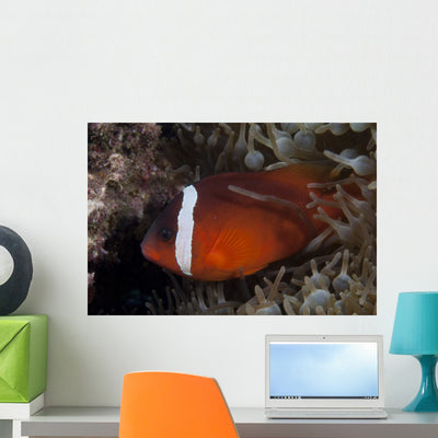 Tomato Clownfish Its Host Left Wall Decal shown on a wall