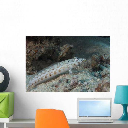 Latticed Sandperch Beqa Lagoon Wall Decal