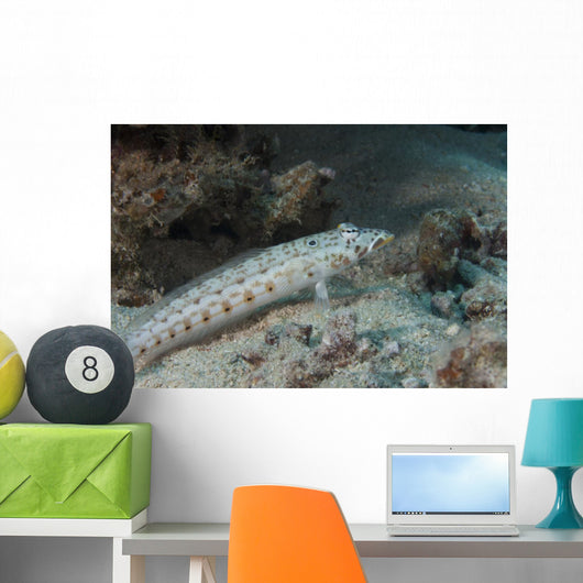 Latticed Sandperch Beqa Lagoon Wall Decal