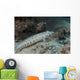 Latticed Sandperch Beqa Lagoon Wall Decal