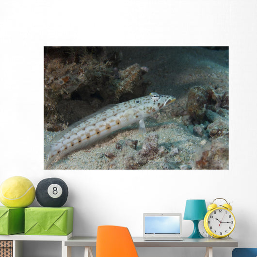 Latticed Sandperch Beqa Lagoon Wall Decal