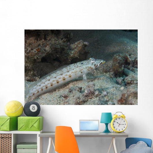 Latticed Sandperch Beqa Lagoon Wall Decal