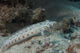 Latticed Sandperch Beqa Lagoon Wall Decal