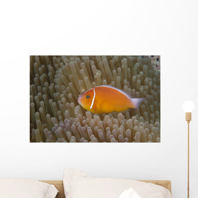 Pink Anemonefish Its Host Left Side Wall Decal shown on a wall