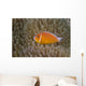 Pink Anemonefish Its Host Left Side Wall Decal