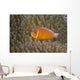 Pink Anemonefish Its Host Left Side Wall Decal
