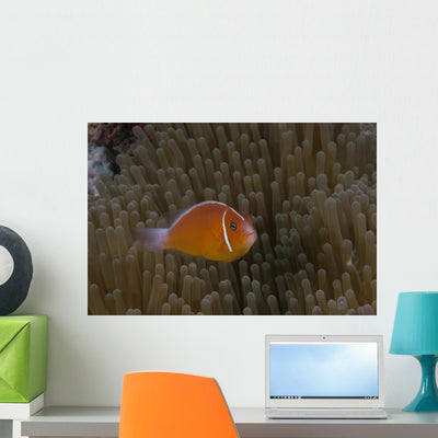 Pink Anemonefish Its Host Right Profile Wall Decal shown on a wall