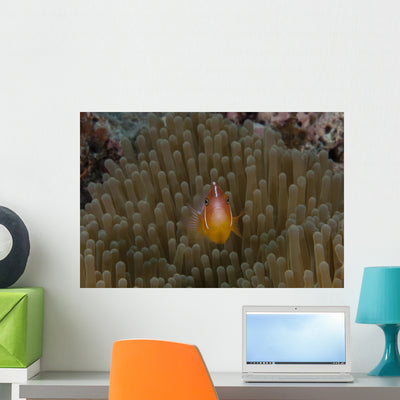 Pink Anemonefish Its Host Front Wall Decal shown on a wall