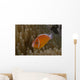 Pink Anemonefish Its Host Left Profile Wall Decal