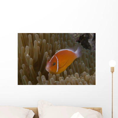 Pink Anemonefish Its Host Left Profile Wall Decal shown on a wall