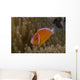 Pink Anemonefish Its Host Left Profile Wall Decal