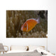 Pink Anemonefish Its Host Left Profile Wall Decal