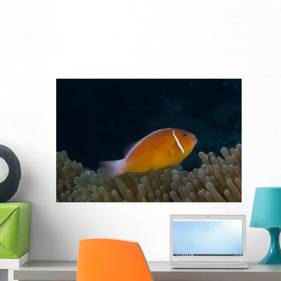 Pink Anemonefish Its Host Right Side Wall Decal shown on a wall