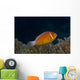 Pink Anemonefish Its Host Right Side Wall Decal