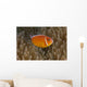 Pink Anemonefish Its Host Close Right Wall Decal