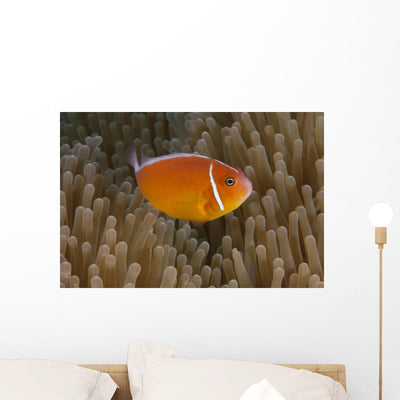 Pink Anemonefish Its Host Close Right Wall Decal shown on a wall