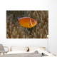 Pink Anemonefish Its Host Close Right Wall Decal