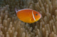 Pink Anemonefish Its Host Close Right Wall Decal