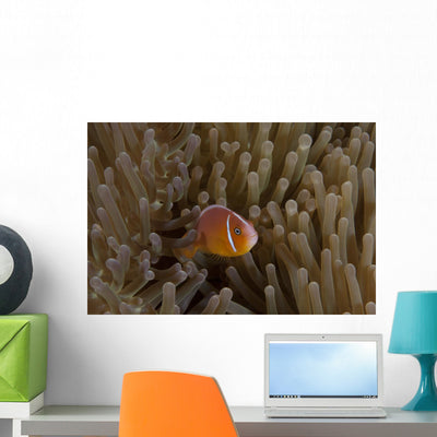 Pink Anemonefish Its Host Peaking Out Wall Decal shown on a wall