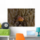 Pink Anemonefish Its Host Peaking Out Wall Decal