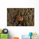Pink Anemonefish Its Host Peaking Out Wall Decal