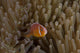 Pink Anemonefish Its Host Peaking Out Wall Decal