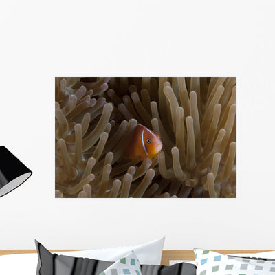 Pink Anemonefish Its Host Wall Decal shown on a wall