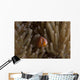 Pink Anemonefish Its Host Wall Decal