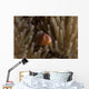 Pink Anemonefish Its Host Wall Decal