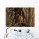 Pink Anemonefish Its Host Wall Decal