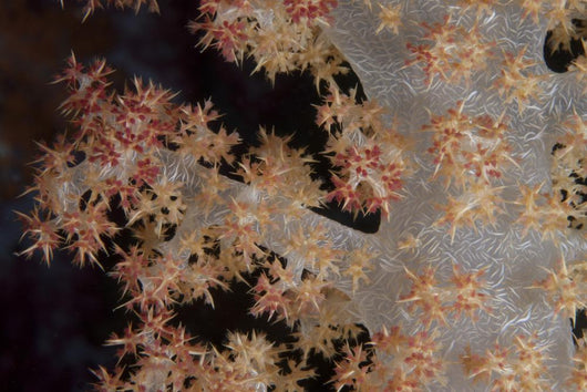 Close-up Tree Coral Fijian Branch Wall Decal