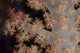 Close-up Tree Coral Fijian Branch Wall Decal