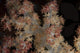 Close-up Tree Coral Fijian Wall Decal