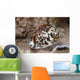 Large Tiger Cowrie Fiji Light Wall Decal