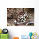 Large Tiger Cowrie Fiji Light Wall Decal