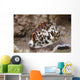Large Tiger Cowrie Fiji Light Wall Decal