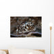 Large Tiger Cowrie Fiji Wall Decal