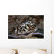 Large Tiger Cowrie Fiji Wall Decal