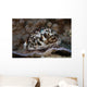 Large Tiger Cowrie Fiji Wall Decal