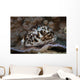 Large Tiger Cowrie Fiji Wall Decal