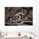 Large Tiger Cowrie Fiji Wall Decal