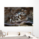 Large Tiger Cowrie Fiji Wall Decal