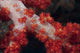 Red Tree Coral Fijian Wall Decal