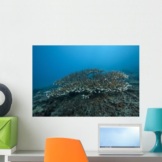 Stony Corals Beqa Lagoon Distant Wall Decal